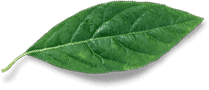 leaf free img