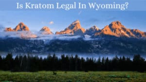 Is Kratom Legal In Wyoming - Oasis Kratom