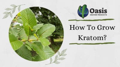 How To Grow Kratom - Oasis Kratom