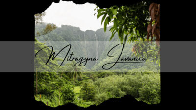 Mitragyna Javanica – A Kratom Alternative 3 Mitragyna Javanica - A Kratom Alternative - Oasis Kratom