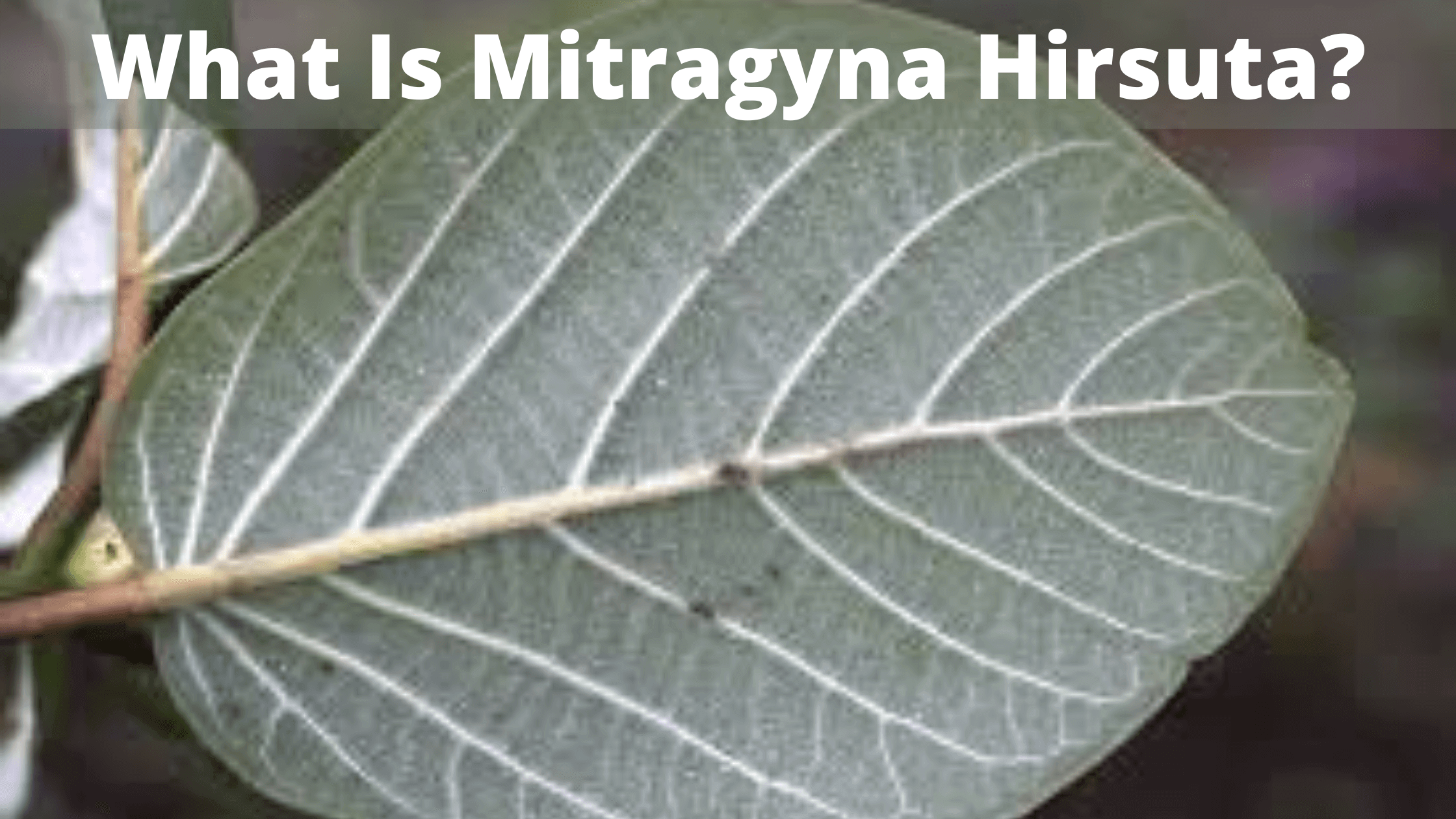 Hirsuta 1 Mitragyna Hirsuta