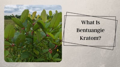Bentuangie Kratom: The Fermented Strain Explained 9 What Is Bentuangie Kratom - Oasis Kratom