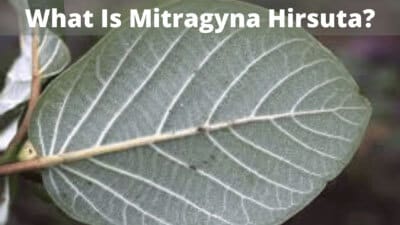 What Is Mitragyna Hirsuta? Is It A Good Kratom Alternative? 1 What Is Mitragyna Hirsuta and Is It A Good Kratom Alternative