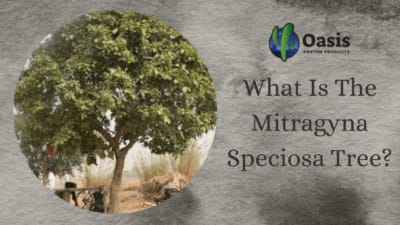 What Is The Mitragyna Speciosa Tree - Oasis Kratom