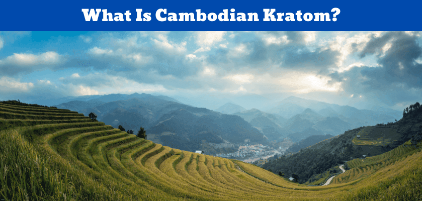 What Is Cambodian Kratom? 6 What Is Cambodian Kratom?
