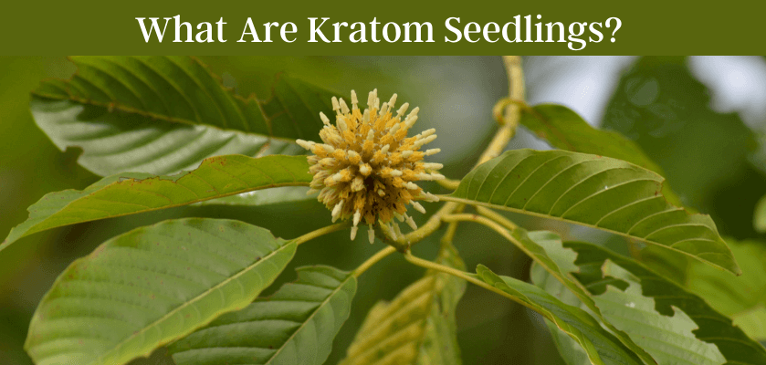 Everything You Need To Know About Kratom Seedlings 6 What Are Kratom Seedlings?