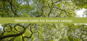 Ultimate Guide For Kratom Cuttings