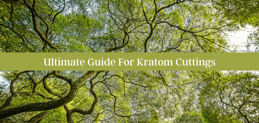 Kratom Cuttings: The Ultimate Guide for Beginners 5 Ultimate Guide For Kratom Cuttings