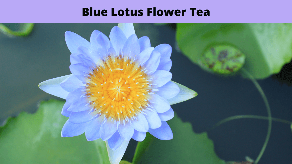 What Is Blue Lotus Flower Tea? 1 Blue Lotus Flower Tea