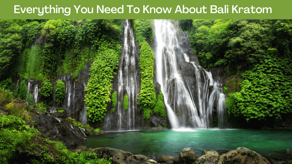 Everything You Need To Know About Bali Kratom 1 Bali Kratom
