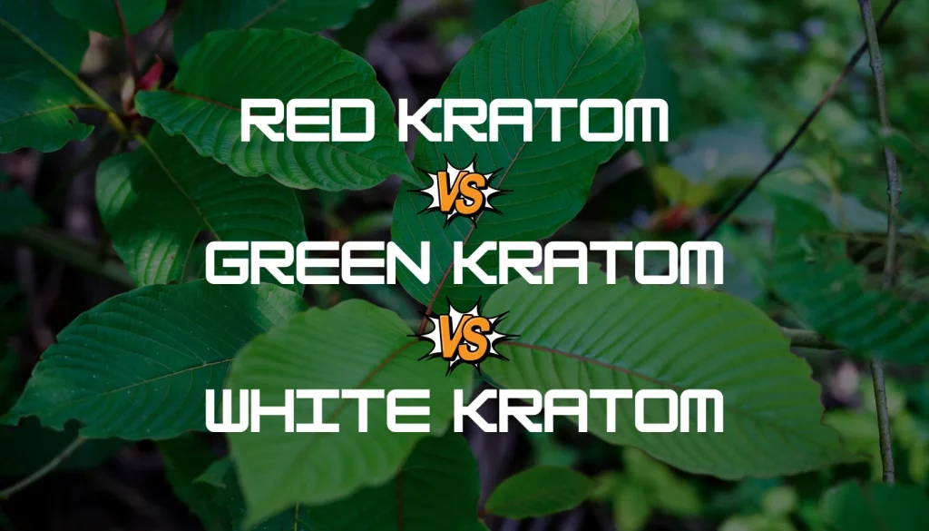 Red vs Green vs White Kratom: 5 Key Differences To Know 1 red vs green vs white kratom
